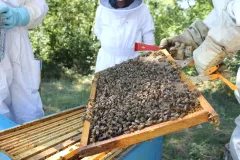 Apiculture-2