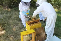 Apiculture