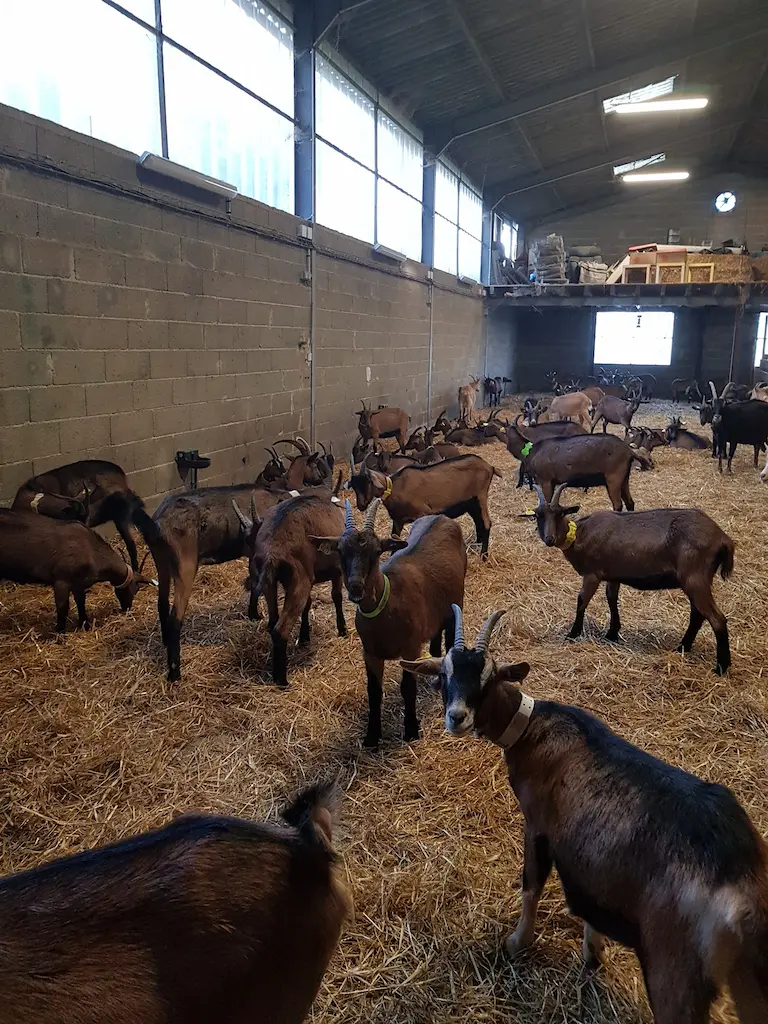 enclos chevres
