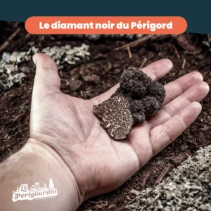 La truffe, le diamant noir du Périgord