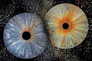 RACCOON'S COLORS place picture