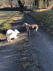 Dressage canin - Jérôme Alimi place picture