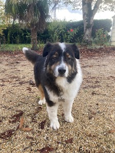 Biggoudy Chien place picture