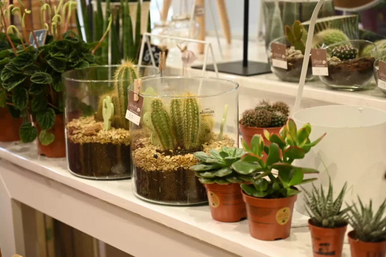 Labeylie fleur cactus 768x511