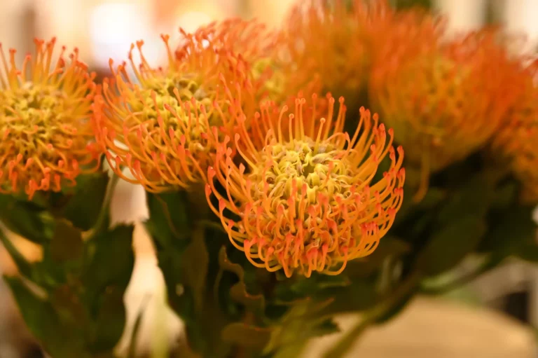 Labeylie fleur orange 768x511
