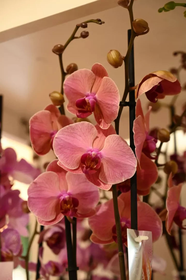Labeylie fleur orchides 768x1155
