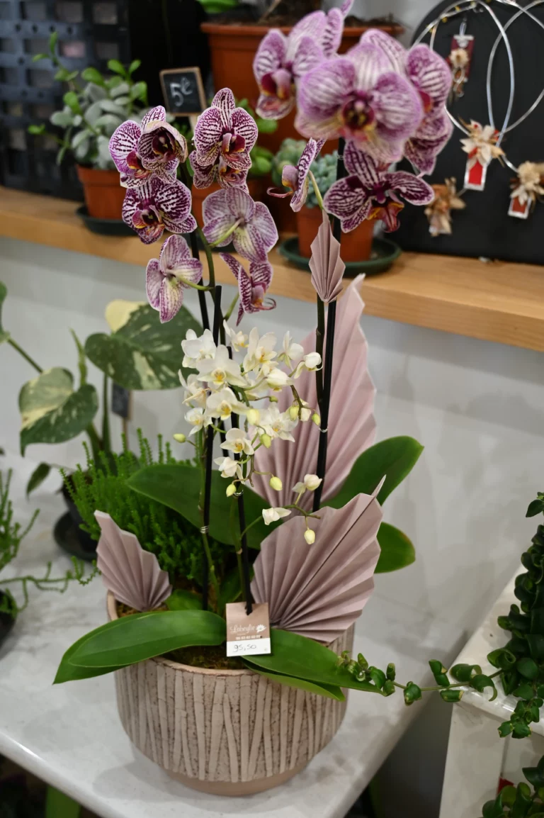 Labeylie fleur thiviers orchidees 768x1154