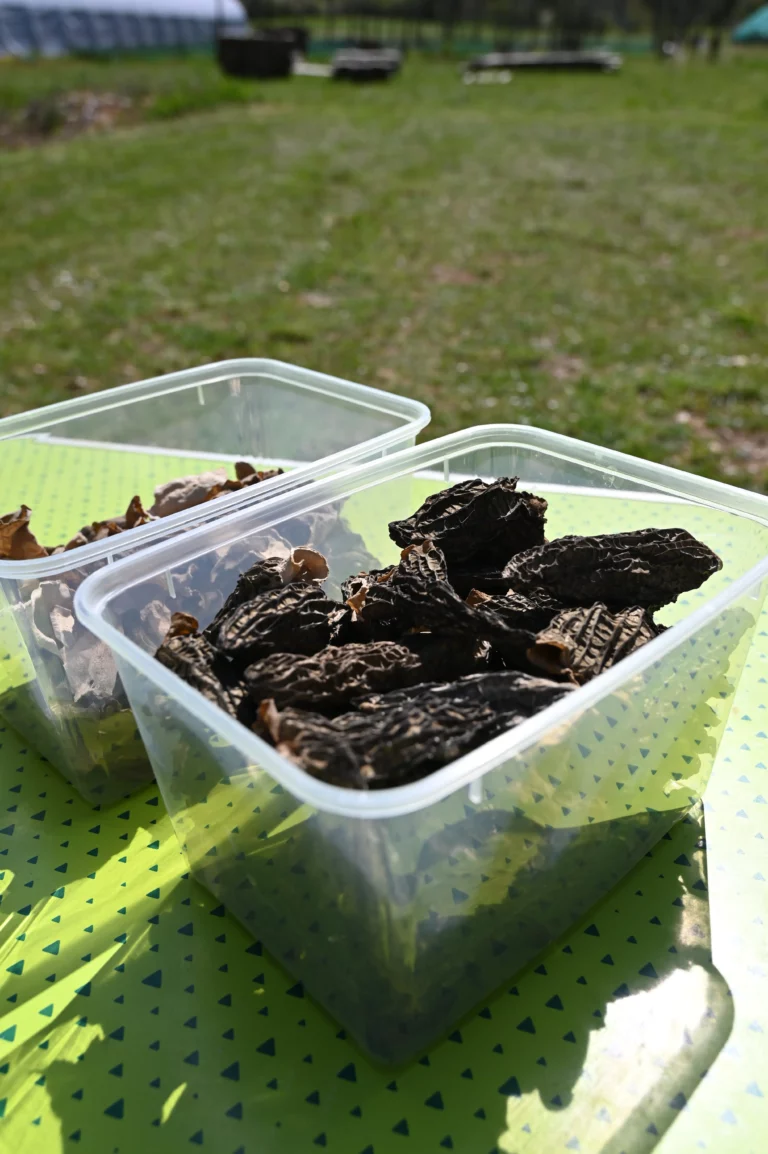 escargot perigord morilles1 768x1154