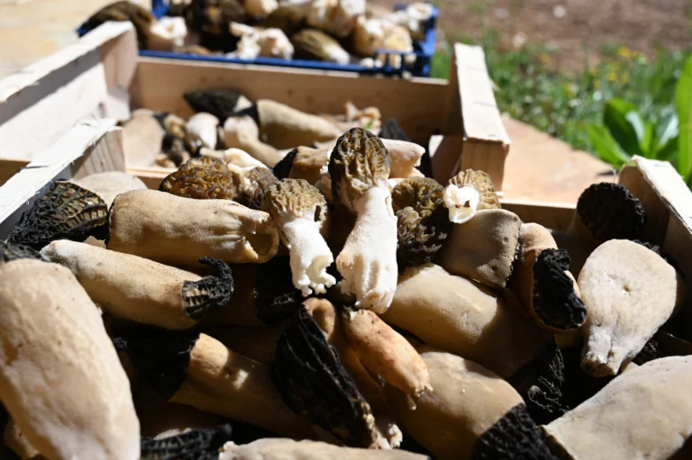 escargot perigord morilles2 768x511