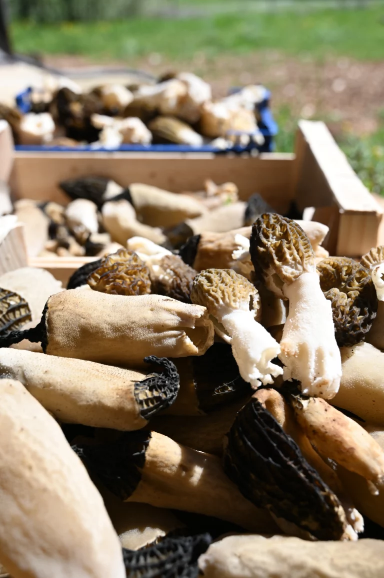 escargot perigord morilles3 768x1154