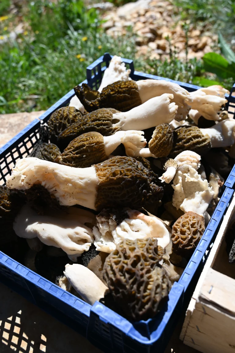 escargot perigord morilles4 768x1154