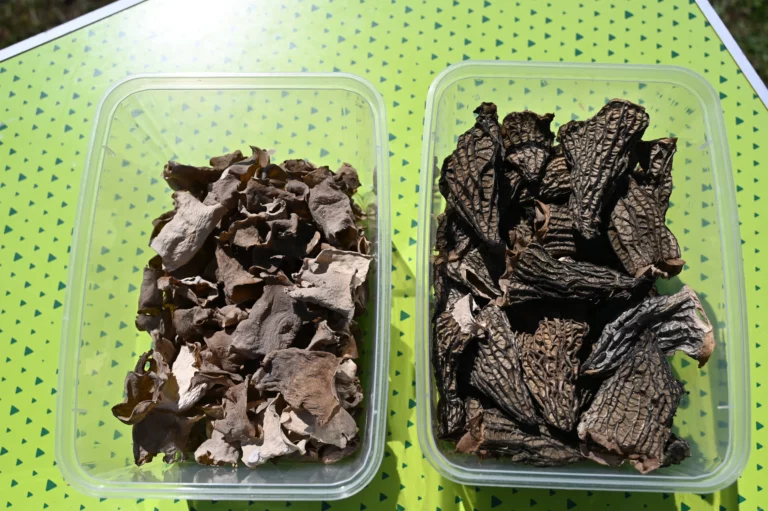 escargot perigord morilles dordogne 768x511