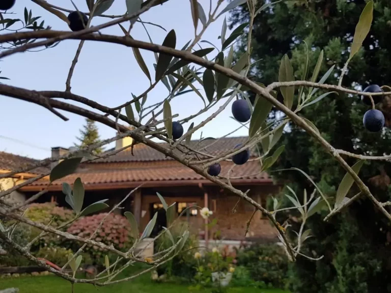 la petite auberge 4 1 768x576