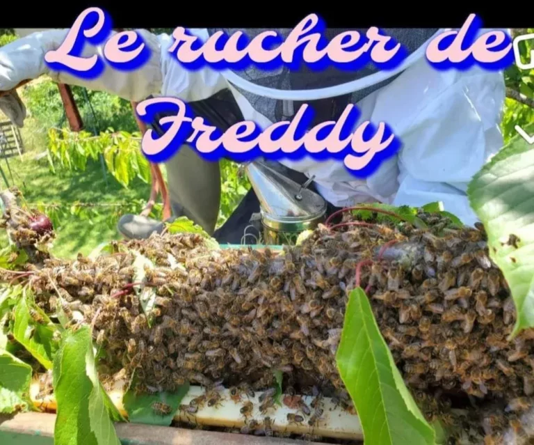service freddy abeille 768x639