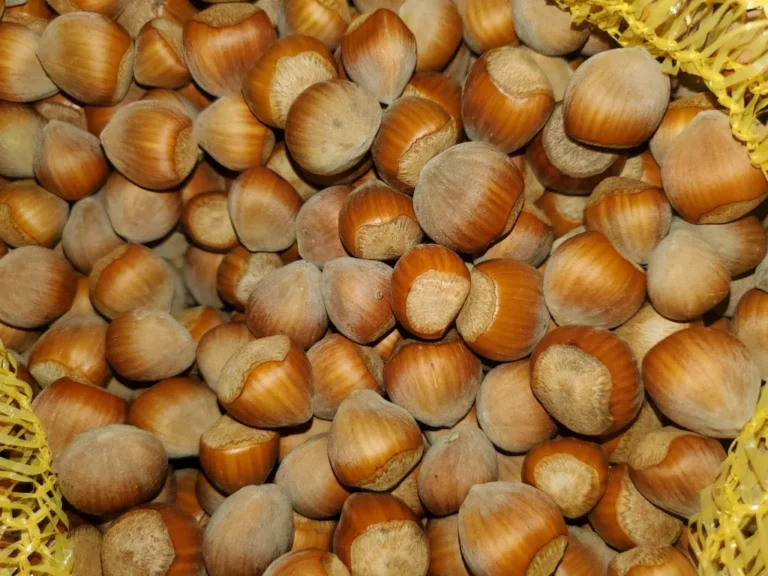 service freddy noisette1 768x576