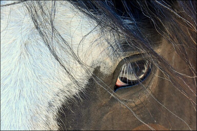 Claude lheureux danse avec lui 7 768x513