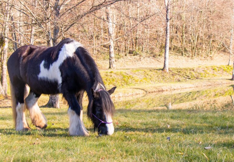 Claude lheureux danse avec lui cheval2 768x533