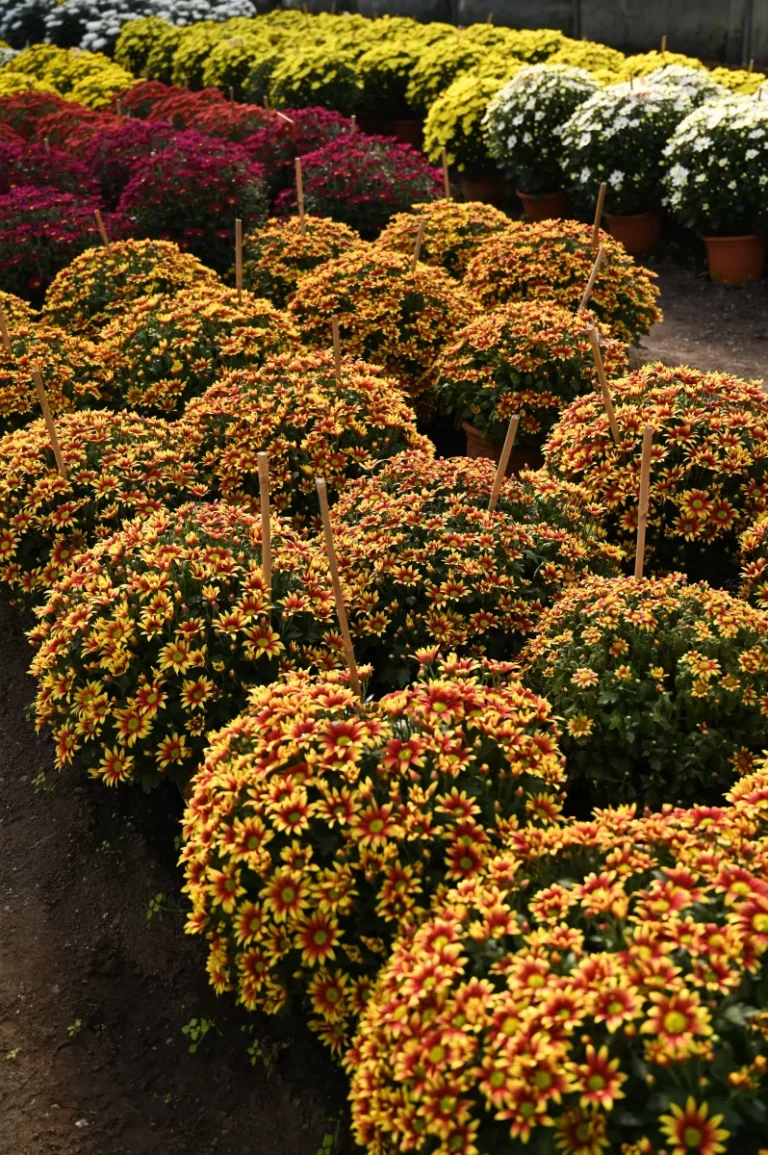 au rythme des saisons chrysantheme 1 768x1155