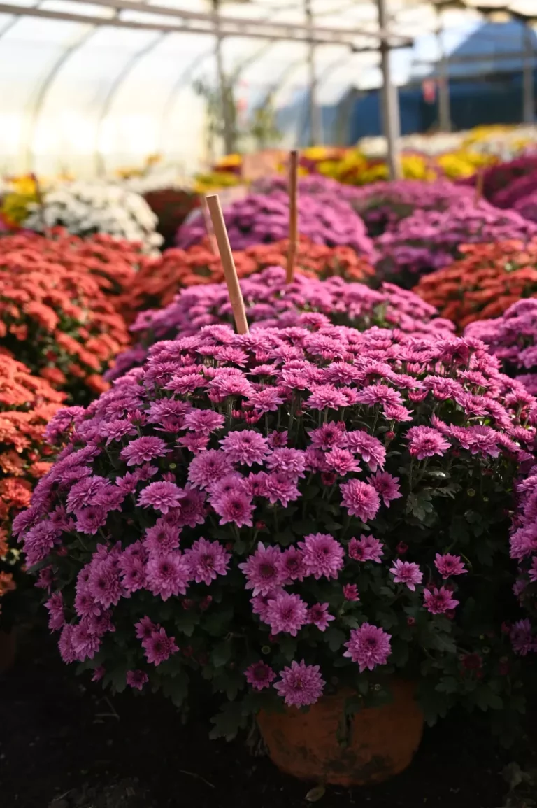 au rythme des saisons chrysantheme 2 768x1155