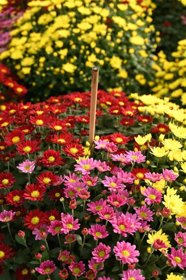 au rythme des saisons chrysantheme 3 768x1155