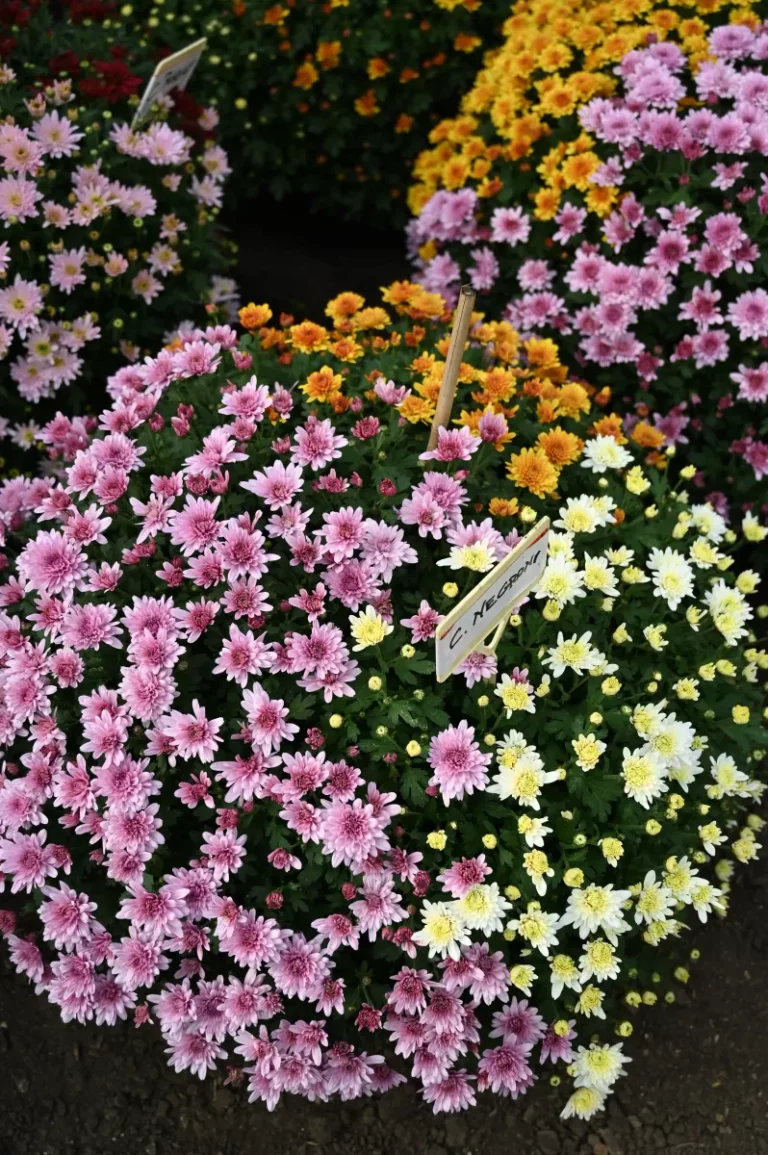 au rythme des saisons chrysantheme 6 768x1155