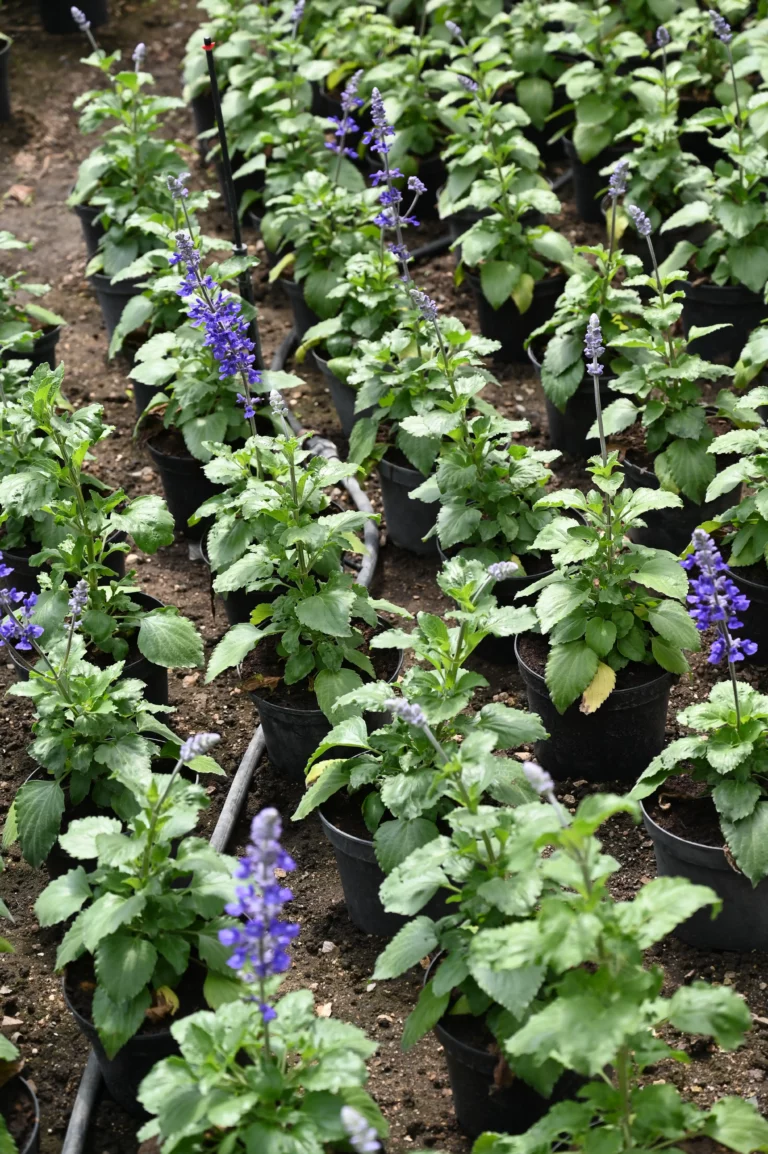 au rythme des saisons fleur 768x1154