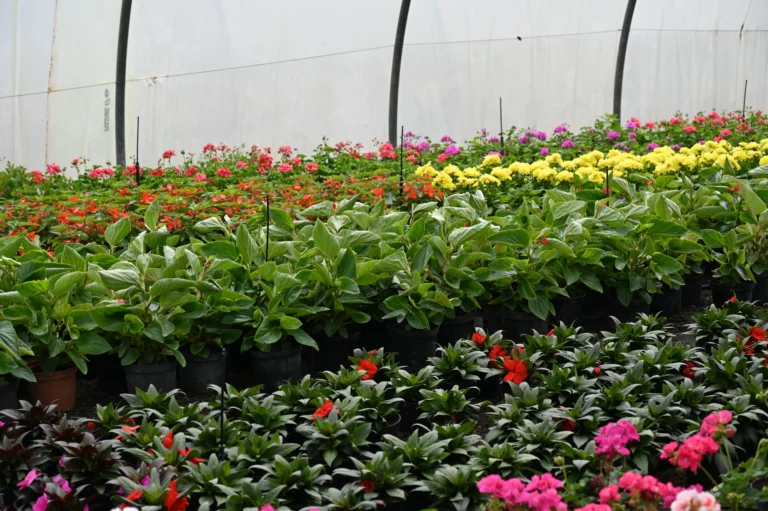 au rythme des saisons fleur dordogne 768x511