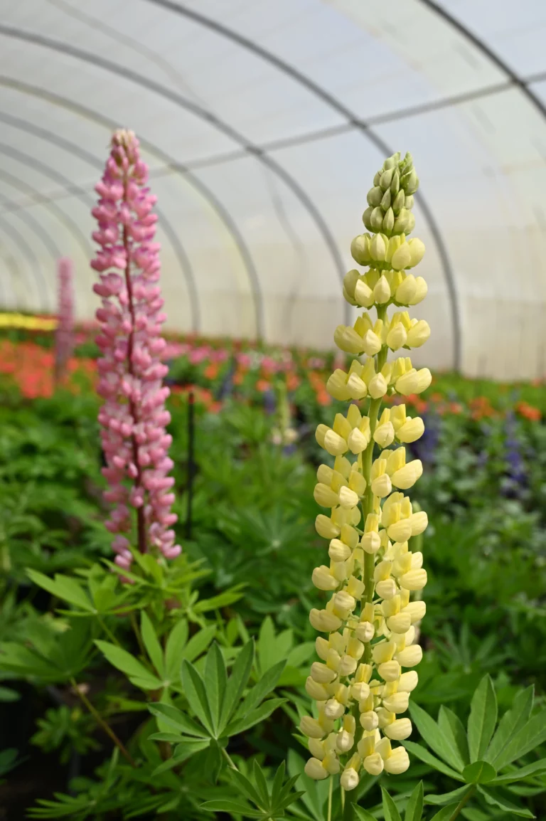 au rythme des saisons fleur dordogne 1 768x1154