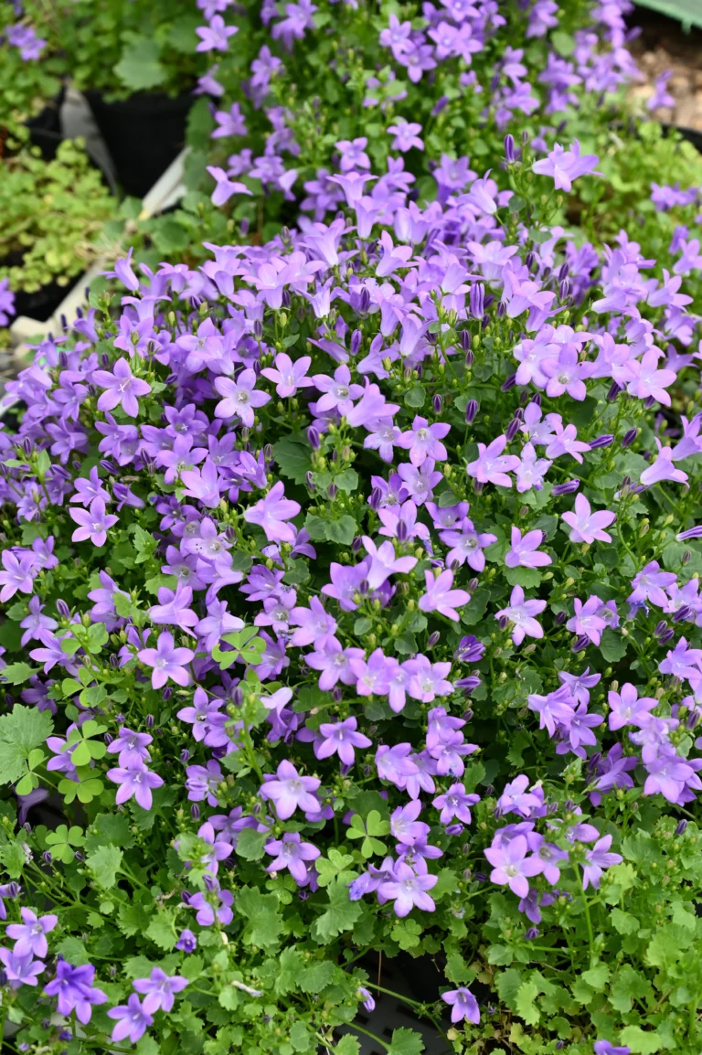 au rythme des saisons fleur violette 768x1154