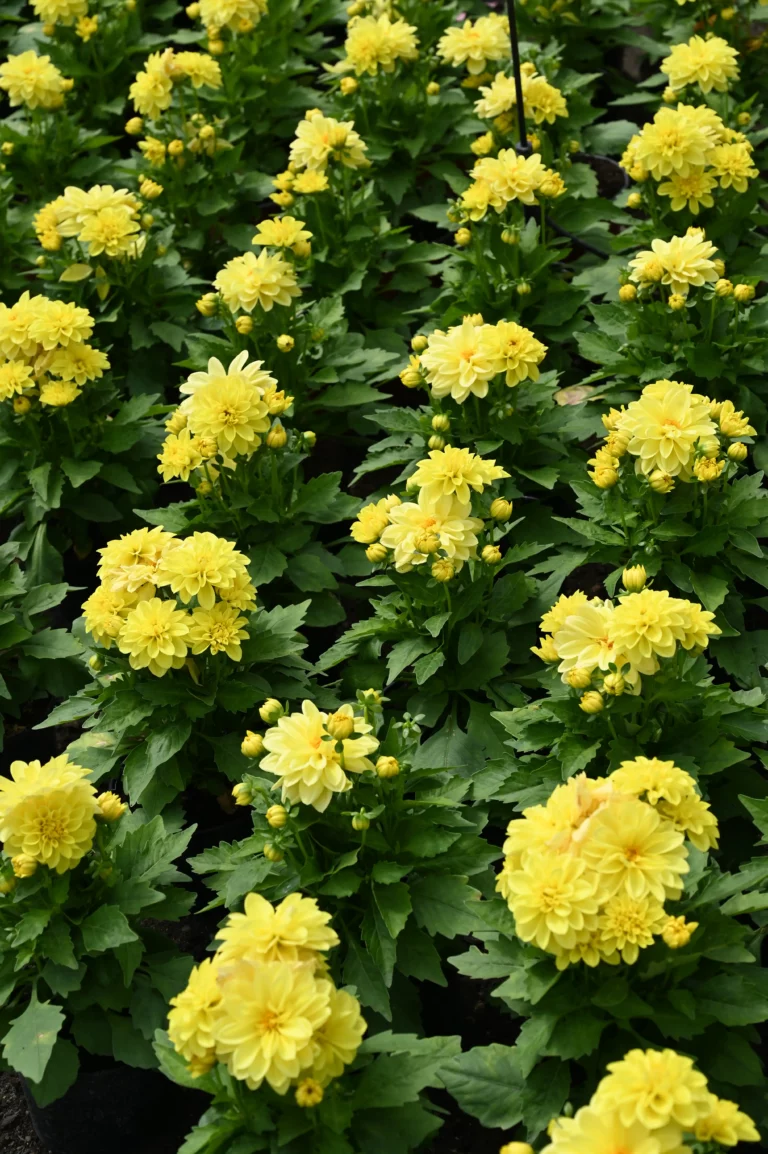 au rythme des saisons jaune 768x1154