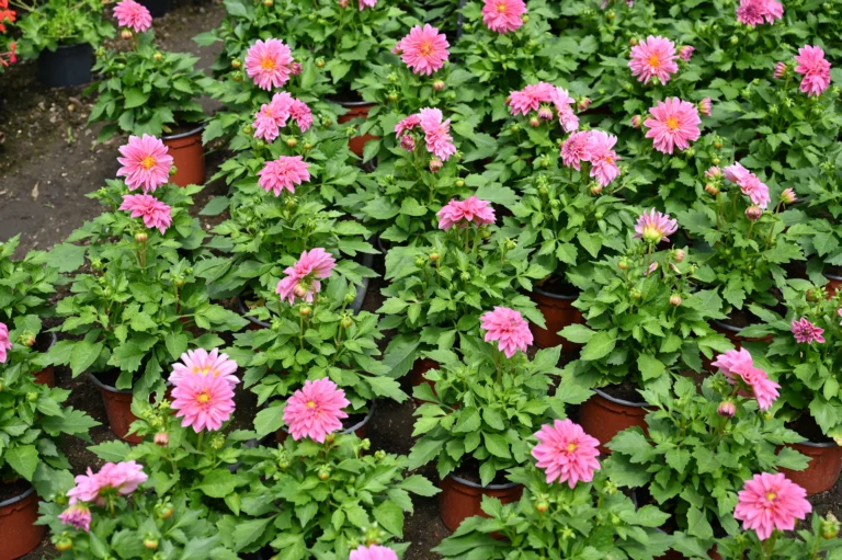 au rythme des saisons rose 768x511