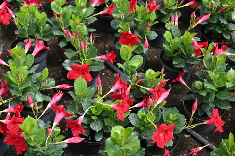 au rythme des saisons rouge 768x511