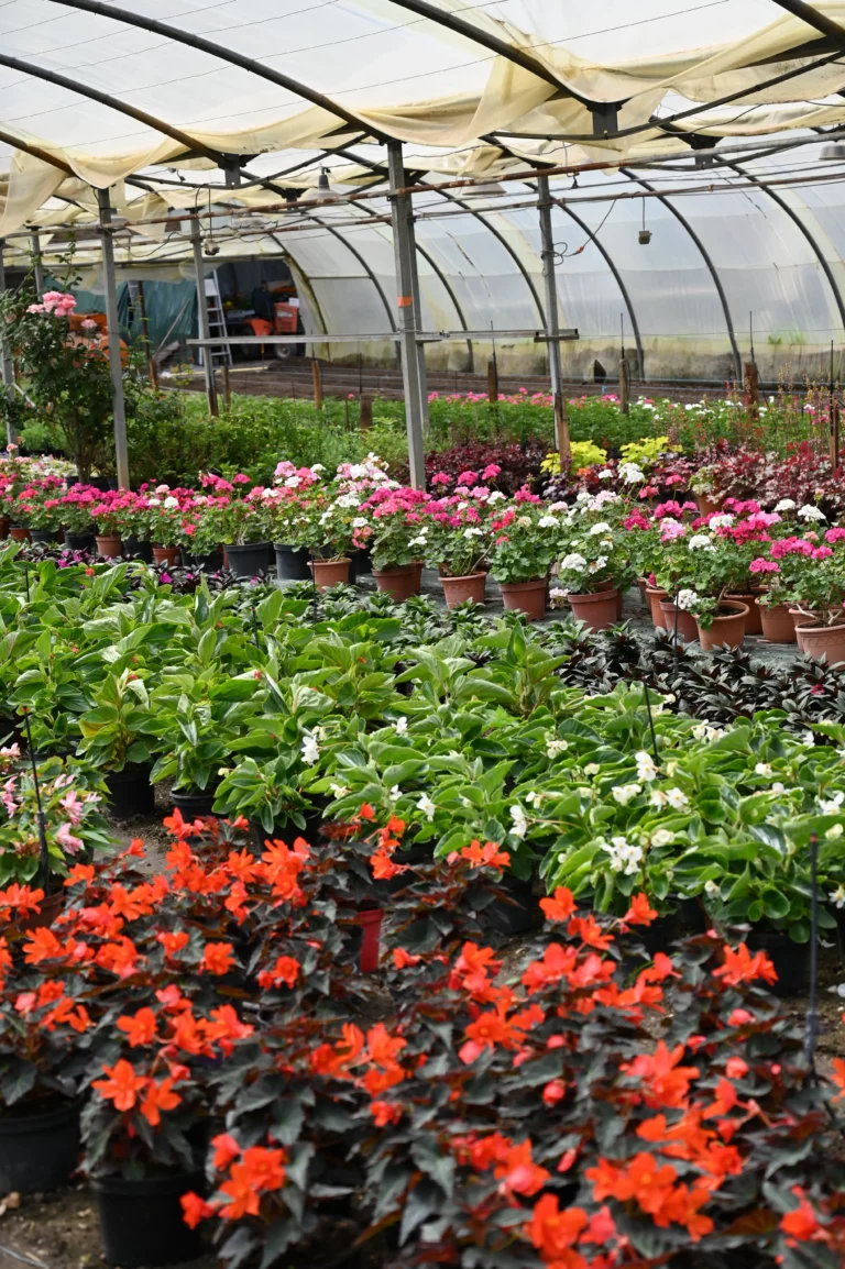 au rythme des saisons serre 2 768x1154