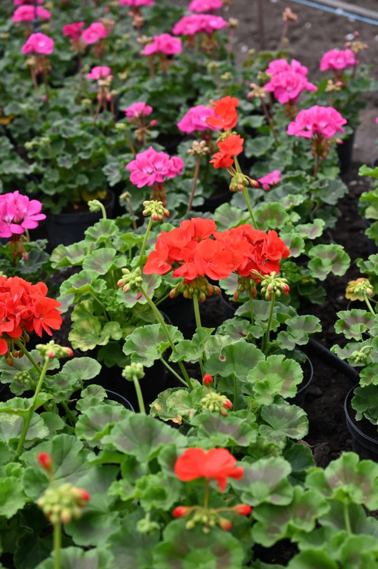 au rythme des saisons serre Antonne trigonnant 768x1154