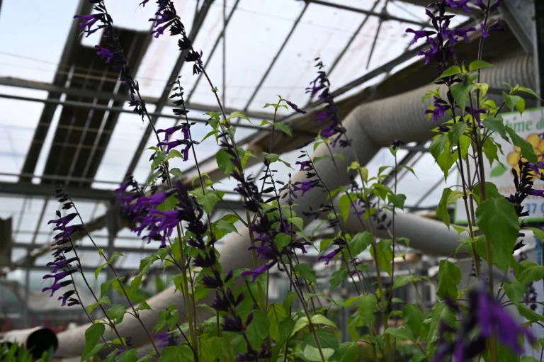 au rythme des saisons serre legumes 768x511