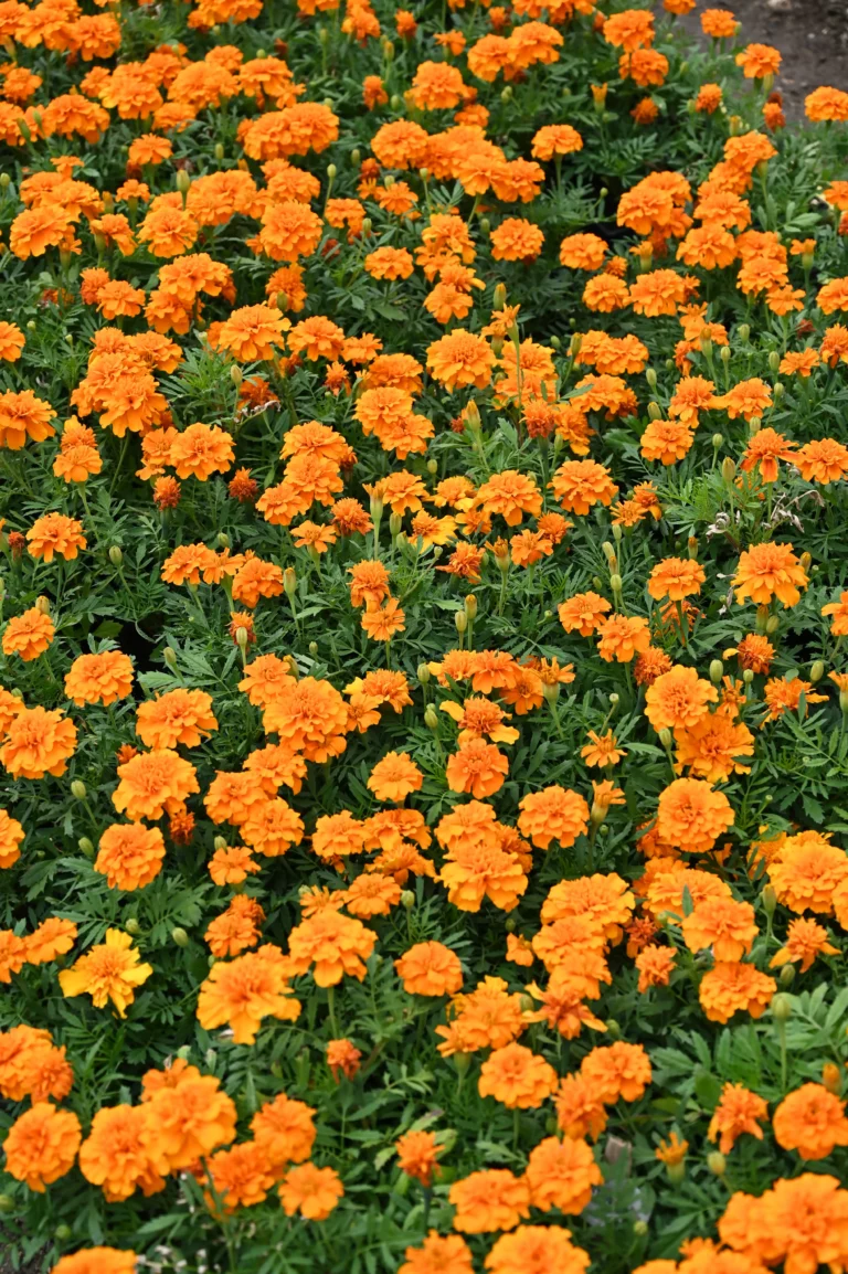 au rythme des saisons serre orange 768x1154