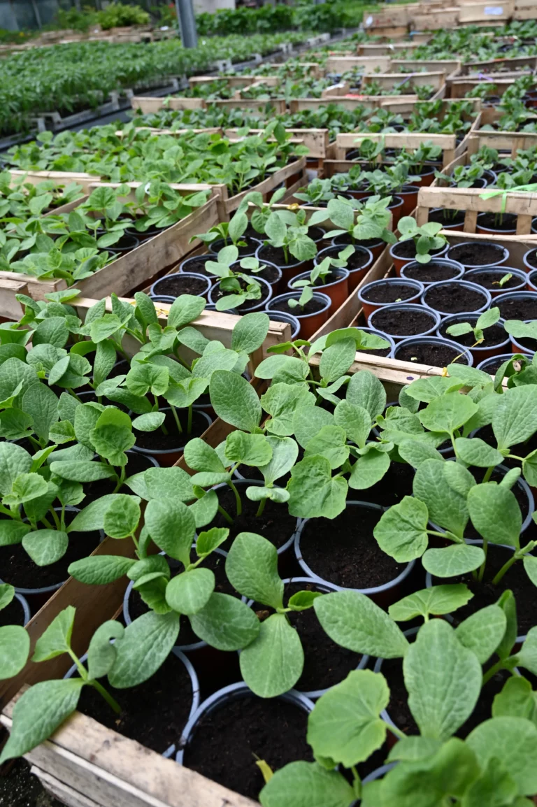 au rythme des saisons serre plants 768x1154