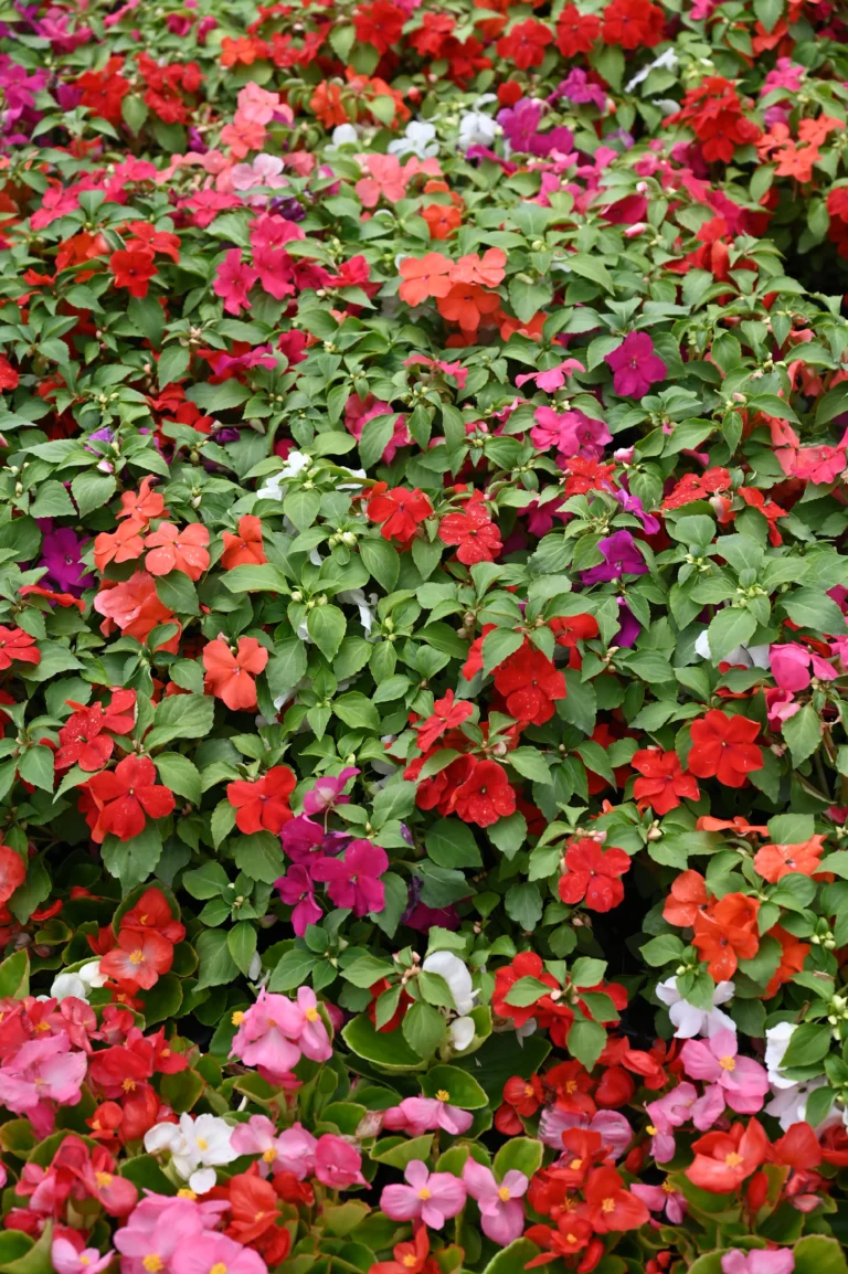 au rythme des saisons serre rouge1 768x1154