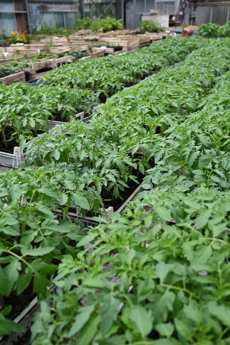 au rythme des saisons tomates 768x1154