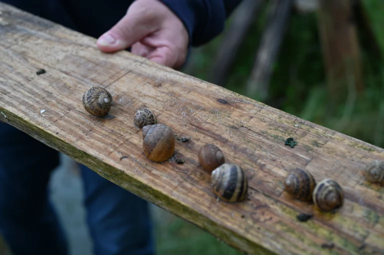 les escargots du perigord production 768x511