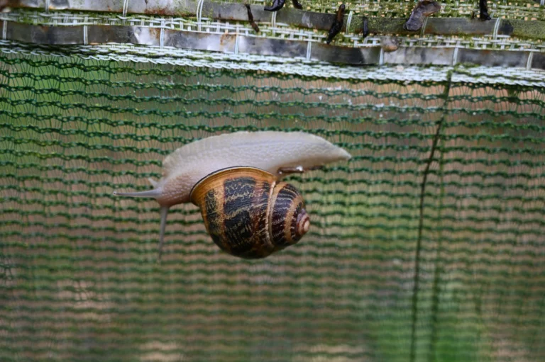 les escargots du perigord production 1 768x511