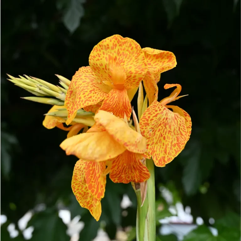 au rythme des couscous fleurs 1 768x768