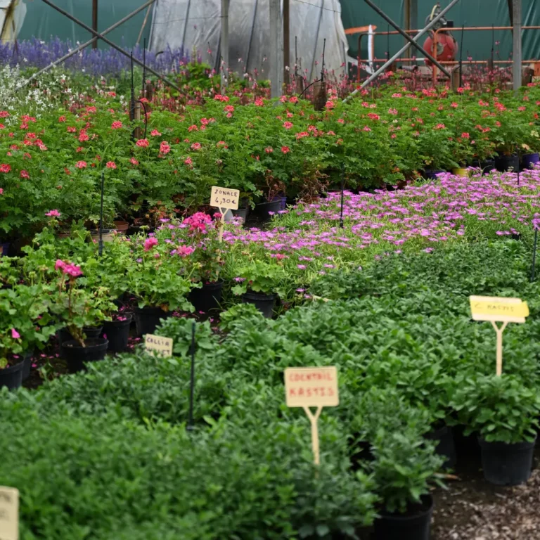 au rythme des couscous fleurs 11 768x768