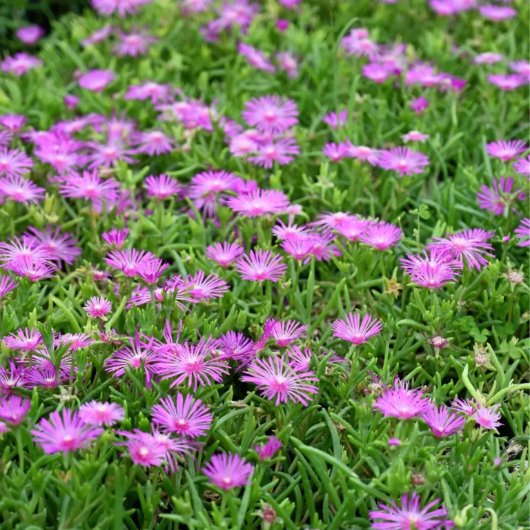 au rythme des couscous fleurs 12 768x768