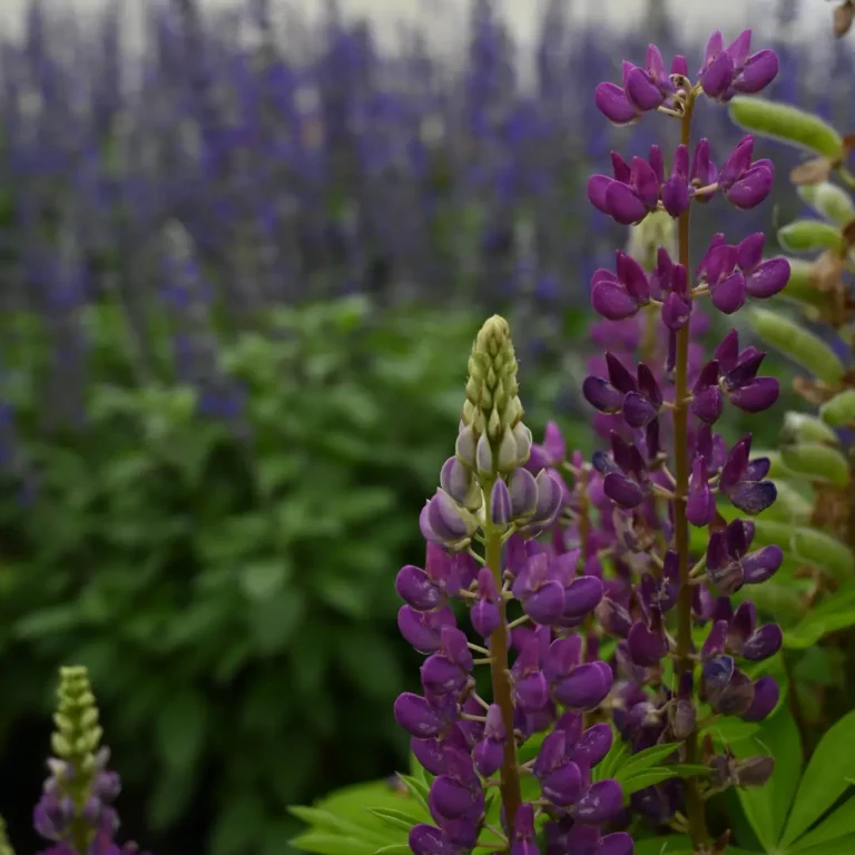 au rythme des couscous fleurs 13 768x768