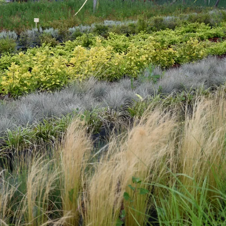 au rythme des couscous fleurs 14 768x768