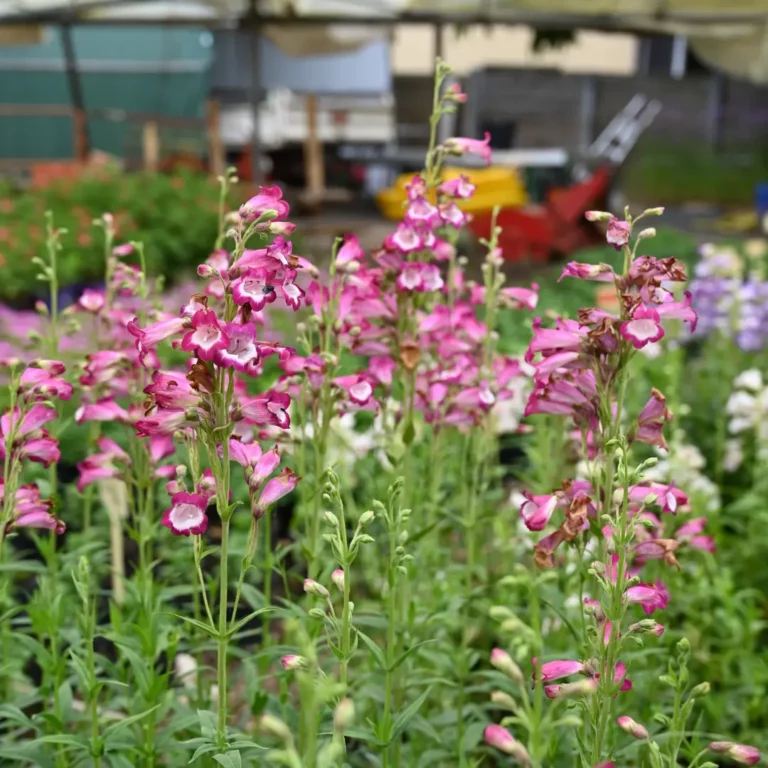 au rythme des couscous fleurs 15 768x768