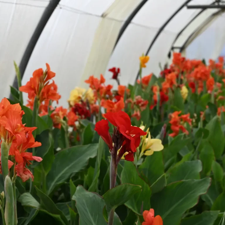au rythme des couscous fleurs 16 768x768