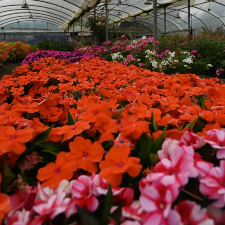 au rythme des couscous fleurs 17 768x768