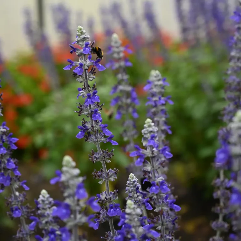 au rythme des couscous fleurs 18 768x768